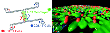 Graphical abstract: The intercell dynamics of T cells and dendritic cells in a lymph node-on-a-chip flow device