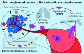 Graphical abstract: Microengineered cancer-on-a-chip platforms to study the metastatic microenvironment
