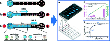Graphical abstract: Enzyme catalysis–electrophoresis titration for multiplex enzymatic assay via moving reaction boundary chip