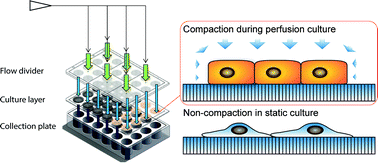 Graphical abstract: A vertical-flow bioreactor array compacts hepatocytes for enhanced polarity and functions