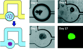 Graphical abstract: Transitioning from multi-phase to single-phase microfluidics for long-term culture and treatment of multicellular spheroids