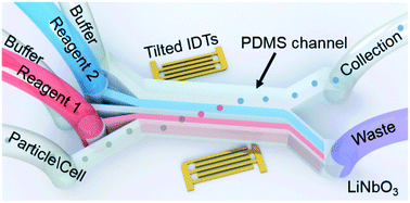 Graphical abstract: Acoustofluidic coating of particles and cells