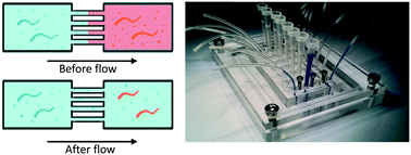 Graphical abstract: On-chip microfluidic biocommunication assay for studying male-induced demise in C. elegans hermaphrodites