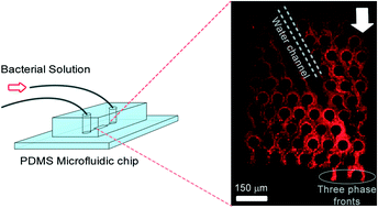 Graphical abstract: Dynamics of bacterial streamers induced clogging in microfluidic devices