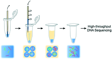 Graphical abstract: Spinning micropipette liquid emulsion generator for single cell whole genome amplification