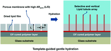 Graphical abstract: Selective and vertical microfabrication of lipid tubule arrays on glass substrates using template-guided gentle hydration