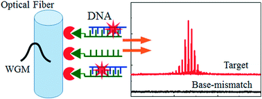 Graphical abstract: Digital DNA detection based on a compact optofluidic laser with ultra-low sample consumption