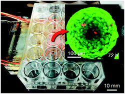 Graphical abstract: Cell agglomeration in the wells of a 24-well plate using acoustic streaming