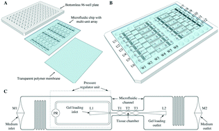 Graphical abstract: A vascularized and perfused organ-on-a-chip platform for large-scale drug screening applications