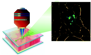 Graphical abstract: Versatile tissue lasers based on high-Q Fabry–Pérot microcavities