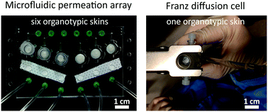 Graphical abstract: Multi-chamber microfluidic platform for high-precision skin permeation testing