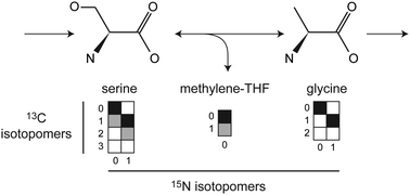 Graphical abstract: Simultaneous tracing of carbon and nitrogen isotopes in human cells