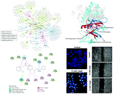 Graphical abstract: Systematic network-based discovery of a Fam20C inhibitor (FL-1607) with apoptosis modulation in triple-negative breast cancer