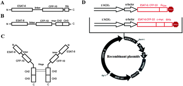 Graphical abstract: Fc-based delivery system enhances immunogenicity of a tuberculosis subunit vaccine candidate consisting of the ESAT-6:CFP-10 complex