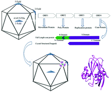 Graphical abstract: Insight into virus encapsulation mechanism through in silico interaction study between coat protein and RNA operator loops of Sesbania mosaic virus