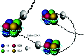 Graphical abstract: iNuc-STNC: a sequence-based predictor for identification of nucleosome positioning in genomes by extending the concept of SAAC and Chou's PseAAC