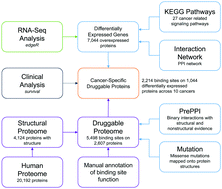 Graphical abstract: Small-molecule binding sites to explore protein–protein interactions in the cancer proteome