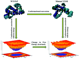 Graphical abstract: Detailed computational analysis revealed mutation V210I on PrP induced conformational conversion on β2–α2 loop and α2–α3