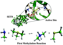 Graphical abstract: Exploring the origin of the catalytic power and product specificity of SET domain protein methyltransferase