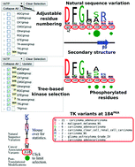 Graphical abstract: KinView: a visual comparative sequence analysis tool for integrated kinome research
