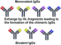 Graphical abstract: Half molecular exchange of IgGs in the blood of healthy humans: chimeric lambda-kappa-immunoglobulins containing HL fragments of antibodies of different subclasses (IgG1–IgG4)