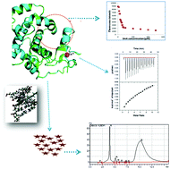 Graphical abstract: Characterization of substrate binding and enzymatic removal of a 3-methyladenine lesion from genomic DNA with TAG of MDR A. baumannii