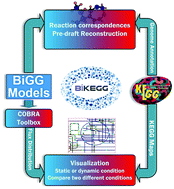 Graphical abstract: BiKEGG: a COBRA toolbox extension for bridging the BiGG and KEGG databases