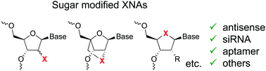 Graphical abstract: Biological applications of xeno nucleic acids