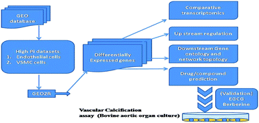 Graphical abstract: Systems biological understanding of the regulatory network and the possible therapeutic strategies for vascular calcification