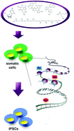 Graphical abstract: Effect of small molecules on cell reprogramming