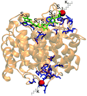 Graphical abstract: Stiffness of the C-terminal disordered linker affects the geometry of the active site in endoglucanase Cel8A