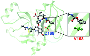 Graphical abstract: Effect of D168V mutation in NS3/4A HCV protease on susceptibilities of faldaprevir and danoprevir