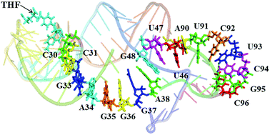 Graphical abstract: Allosteric pathways in tetrahydrofolate sensing riboswitch with dynamics correlation network