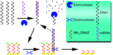 Graphical abstract: Isothermal amplification detection of miRNA based on the catalysis of nucleases and voltammetric characteristics of silver nanoparticles