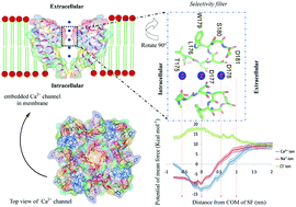 Graphical abstract: Modeling ion permeation through a bacterial voltage-gated calcium channel CaVAb using molecular dynamics simulations