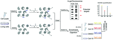 Graphical abstract: Competitive profiling of celastrol targets in human cervical cancer HeLa cells via quantitative chemical proteomics