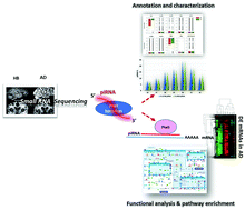 Graphical abstract: Small RNA sequencing revealed dysregulated piRNAs in Alzheimer's disease and their probable role in pathogenesis