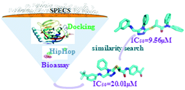 Graphical abstract: Discovery of new dual binding TNKS inhibitors of Wnt signaling inhibition by pharmacophore modeling, molecular docking and bioassay