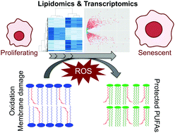 Graphical abstract: Regulation of lipids is central to replicative senescence