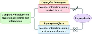 Graphical abstract: Comparison of Leptospira interrogans and Leptospira biflexa genomes: analysis of potential leptospiral–host interactions