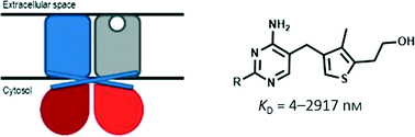 Graphical abstract: Design and synthesis of thiamine analogues to study their binding to the ECF transporter for thiamine in bacteria