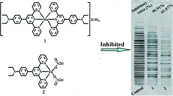 Graphical abstract: Synthesis, crystal structure, cytotoxicity and action mechanism of Zn(ii) and Mn(ii) complexes with 4-([2,2′:6′,2′′-terpyridin]-4′-yl)-N,N-diethylaniline as a ligand