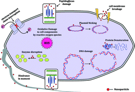 Graphical abstract: Nanoparticles vs. biofilms: a battle against another paradigm of antibiotic resistance