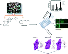 Graphical abstract: Relative apoptotic potential and specific G1 arrest of stigmasterol and cinnamic acid isolated from the brown algae Padina gymnospora in HeLa and A549 cells