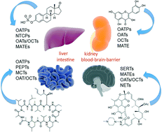 Graphical abstract: Insights into solute carriers: physiological functions and implications in disease and pharmacokinetics