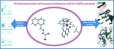 Graphical abstract: Pro-apoptotic and pro-differentiation induction by 8-quinolinecarboxaldehyde selenosemicarbazone and its Co(iii) complex in human cancer cell lines