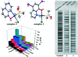 Graphical abstract: Evaluation of the effect of iodine substitution of 8-hydroxyquinoline on its platinum(ii) complex: cytotoxicity, cell apoptosis and telomerase inhibition