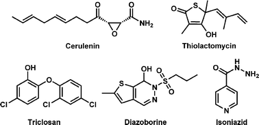 Graphical abstract: Study of acylhydrazone derivatives with deoxygenated seven-membered rings as potential β-ketoacyl-acyl carrier protein synthase III (FabH) inhibitors