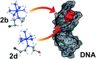 Graphical abstract: A combined experimental and computational study on the interaction of nitrogen mustards with DNA