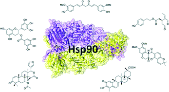 Graphical abstract: Novel and less explored chemotypes of natural origin for the inhibition of Hsp90